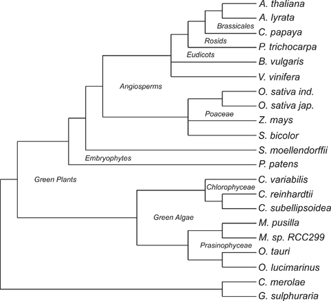 phylogenetic tree created with the Tree of Life Web project